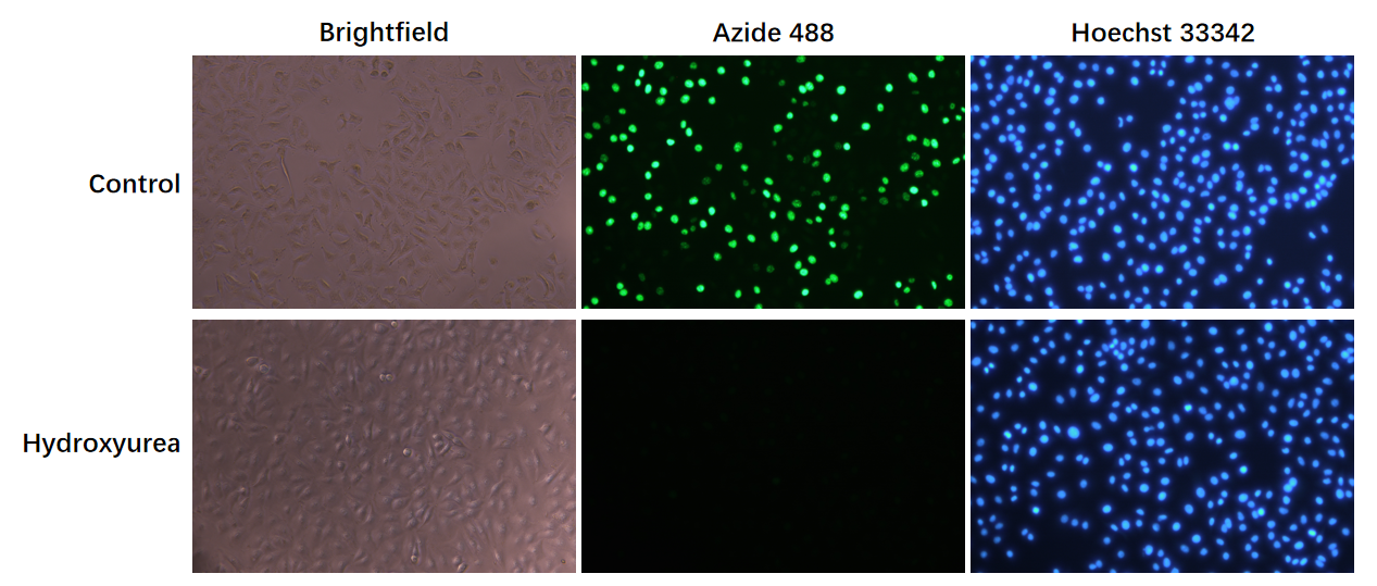 EdU-488 Cell Proliferation Detection Kit