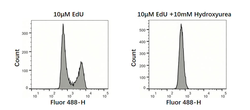 EdU-488 Cell Proliferation Detection Kit
