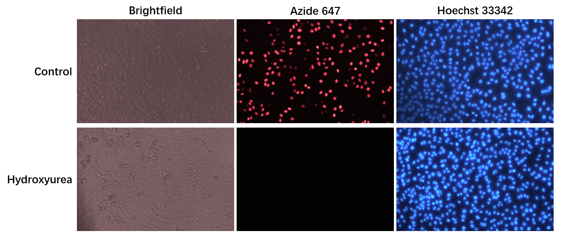 EdU-647 Cell Proliferation Detection Kit