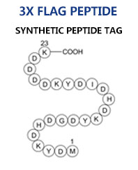 3X FLAG Peptide