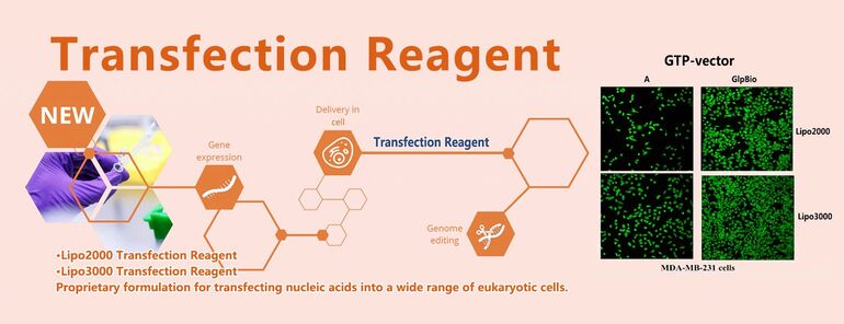 Transfection Reagent