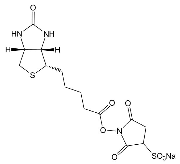 Sulfo-NHS-Biotin 化学構造