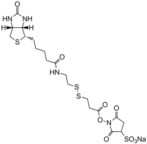 Sulfo-NHS-SS-Biotin التركيب الكيميائي