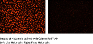 Calcein Red™ AM 化学構造