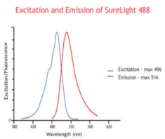 SureLight® 488 NHS ester Chemical Structure