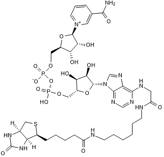 Biotin-NAD+ Chemische Struktur