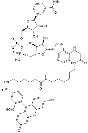Fluorescein-NAD+ التركيب الكيميائي