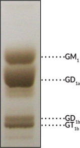 Purified Ganglioside Mixture (bovine) (ammonium salt)  Chemical Structure