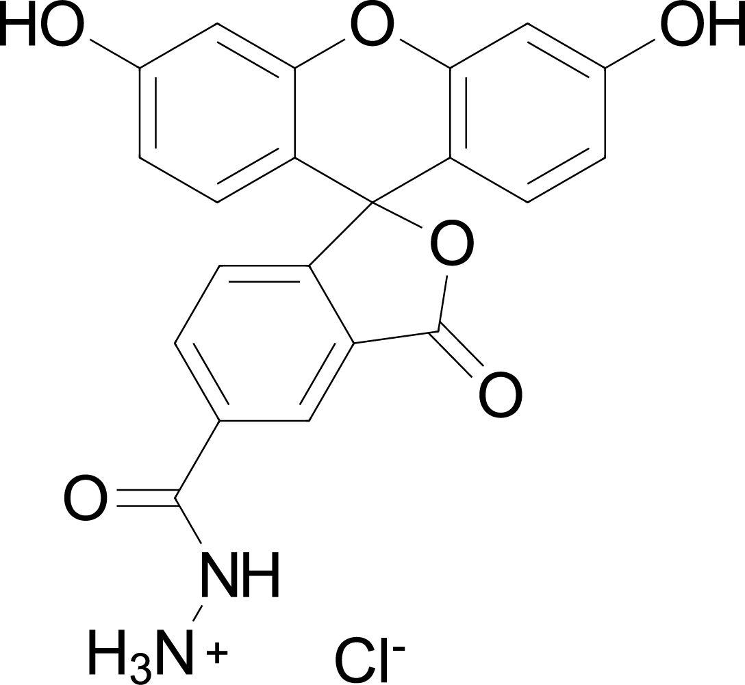 FAM hydrazide, 5-isomer 化学構造