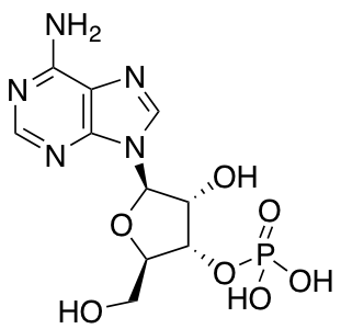 Adenosine 3′-monophosphate التركيب الكيميائي