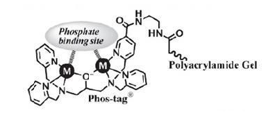 Phos-tag Acrylamide