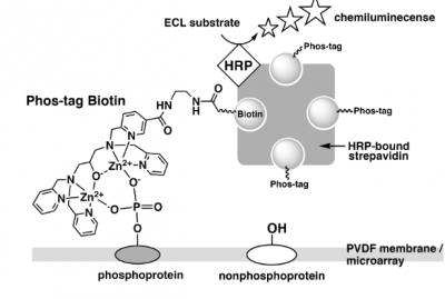 Phos-tag biotin BTL-104