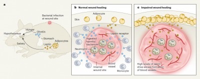 Immune cells use ghrelin to promote wound healing