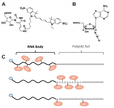 In Vitro Labeling Strategies for Single Ribonucleoprotein Machinery