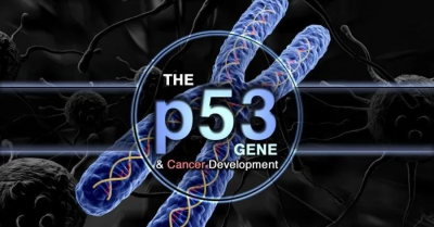 The mutiny of the genome guardian: the strongest tumor suppressor gene p53 actually promotes the development of liver cancer